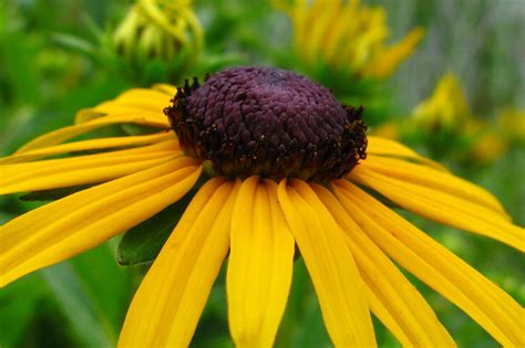 Yellow Daisy Flowers Free Nature Pictures By Forestwander Nature