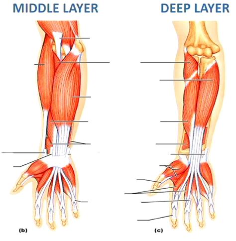 Diagram Of Anterior Forearm Deep Layer Labelling Quizlet