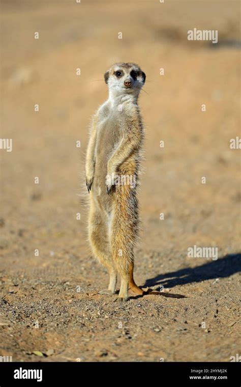 Suricate Slender Tailed Meerkat Suricata Suricatta In Morning Light