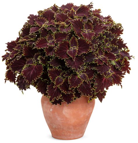 Colorblaze® Wicked Witch Coleus Plant Addicts