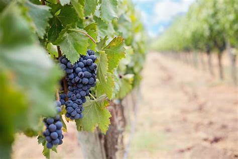 arándanos en árbol uvas uvas de vino uvas moradas napa vino fruta