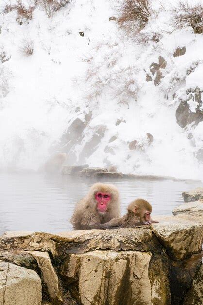 Premium Photo Snow Monkeys Sitting In The Hot Springs