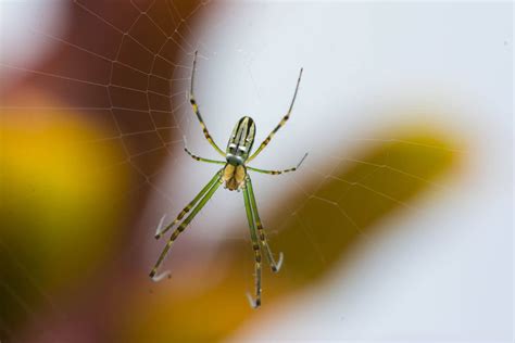 What Attracts Spiders In Your House The Spider Guys