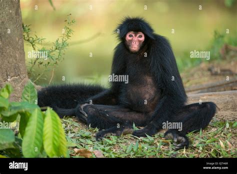 Mono araña negro Ateles paniscus Suriname en América del Sur