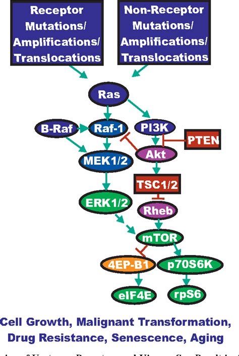 Ras Raf MEK ERK And PI3K PTEN Akt MTOR Inhibitors Rationale And