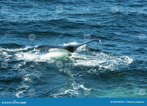 Whale fluke stock photo. Image of whale, unforgettable - 60240324