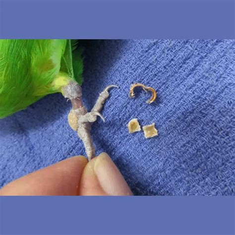 Parrot Leg Bands Everything You Need To Know About Parrot Banding