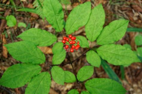 Ginseng Origine Vertus Et Bienfaits Nutrixeal Info