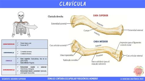 Verdulero Manejo Estacionario Clavicula Anatomia Atl Tico Durante Cusc S