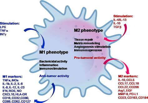 Characterization Of M1 And M2 Phenotypes Of Activated Macrophages Download Scientific Diagram