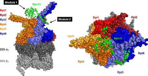 Prying Open The Two Domains Of Rpn In The S Proteasome Position Of