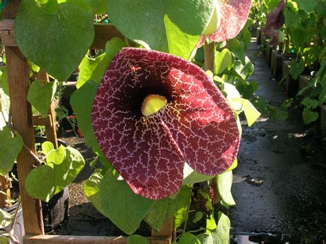 Aristolochia elegans (Calico Flower) - Richard Lyons Nursery, Inc.