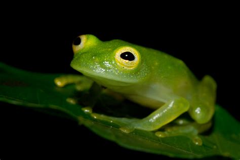 Centrolenidae Glass Frogs Wildlife Journal Junior