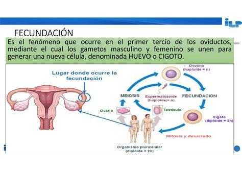 LA FECUNDACION Para Varones Y Mujeres En Embarazos PPT