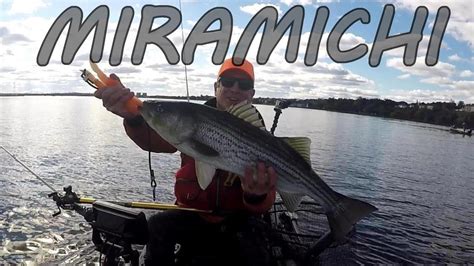 Striped Bass Kayak Fishing Miramichi New Brunswick Fish Fishing