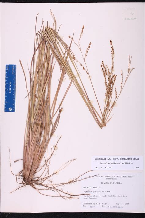 Paspalum Plicatulum Species Page Isb Atlas Of Florida Plants