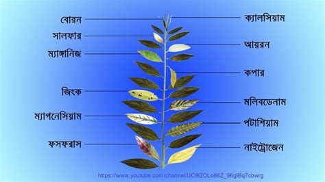 Plant Deficiency Diagnosis