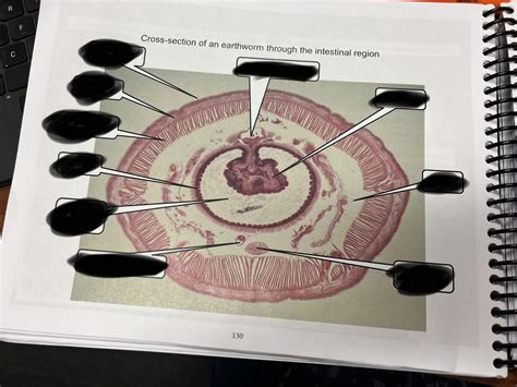 Earthworm Cross Section Diagram Quizlet