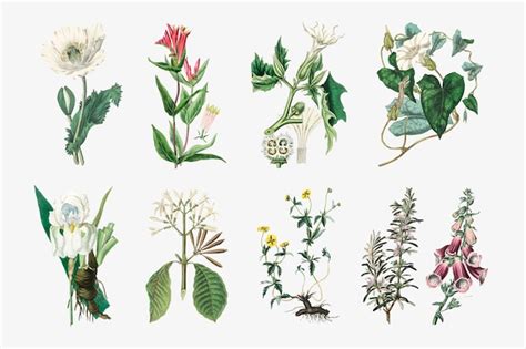 Free Vector Vector Botanical Plant Set Illustrations