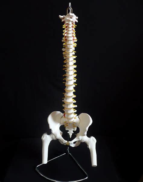 Life-Size Anatomical Human Vertebral Column with Pelvis and Femur Heads