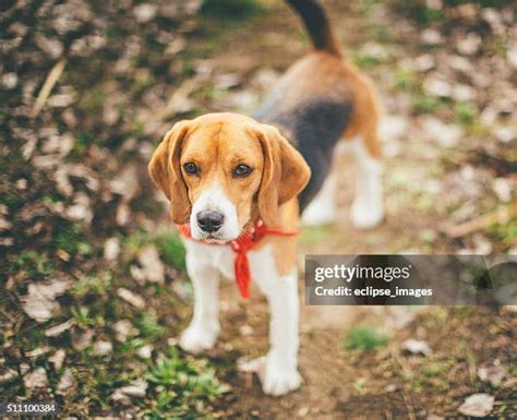 162 Beagle Hound Mix Stock Photos, High-Res Pictures, and Images ...