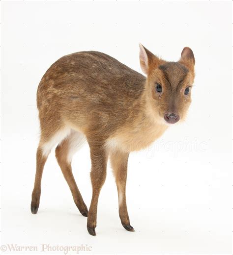 Muntjac Deer Fawn Photo Wp27874