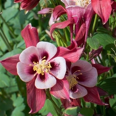 Columbine Songbird Cardinal Perreault Nurseries