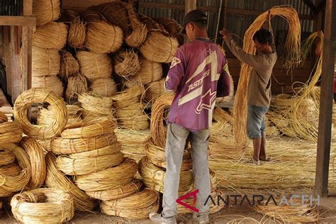 Produksi Rotan Aceh Antara News Aceh