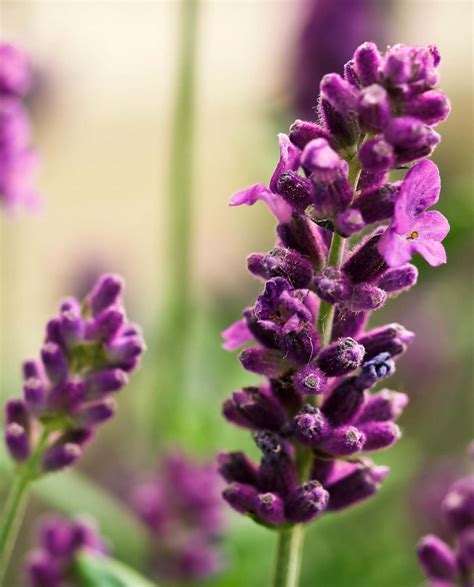 Lavandula angustifolia, the true lavender for gardens