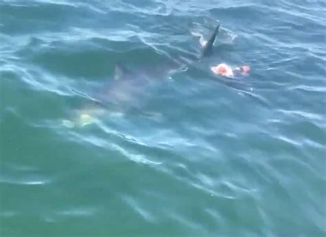 Video Great White Spotted Munching On Seal Off Cape Cod Coast Well