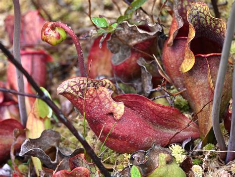 Urban Wildlife Guide: Pitcher Plant Flowers