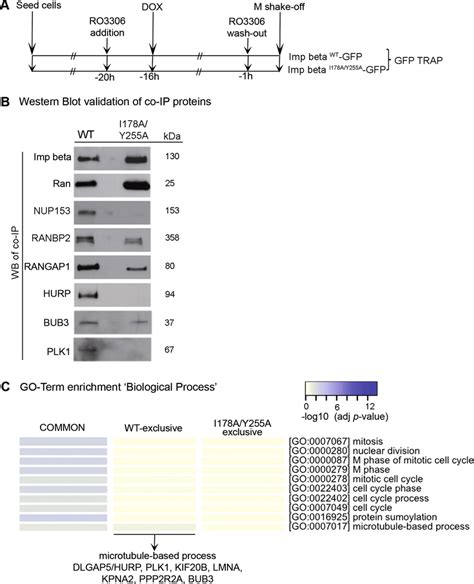 Validation of mitotic interactors of importin βWT and Download