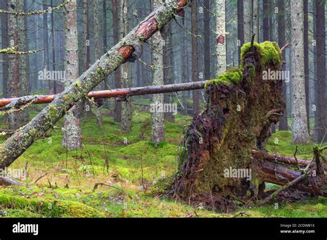 Coniferous Tree Damage Hi Res Stock Photography And Images Alamy