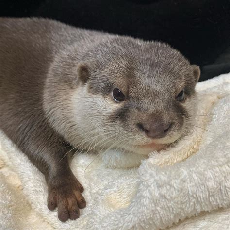 カワウソ はな otter Hana on Instagram Otter report Otter I was