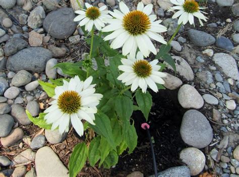 Growing Echinacea Purpurea ‘Purple Coneflower’ – Get Your Care And ...