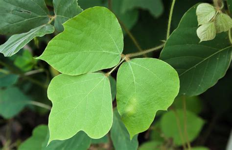 Kudzu Plant Invasiveness And Identification