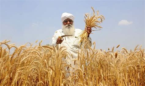 Sown Area Under Wheat Oilseeds Rises As Pulses Dip In Current Rabi Season