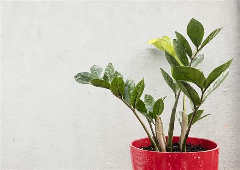 Como Cuidar Da Zamioculca A Planta Da Fortuna