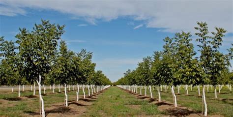 Walnut cultivation and the Chilean phenomenon - Future prospects