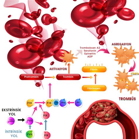 Hemostaz Fibrinoliz Acil Al Anlar