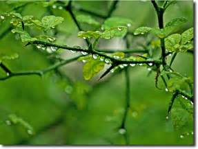 雨の中の植物 四季折々の記録