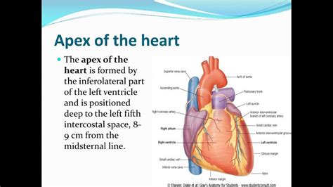 What Is Apex Beat Of The Heart Apical Impulse Youtube