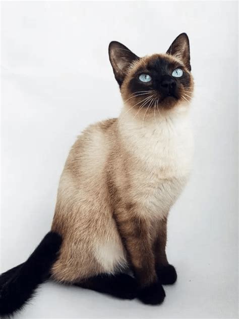 Why Do Siamese Cats Meow So Much Reasons Story The Discerning Cat