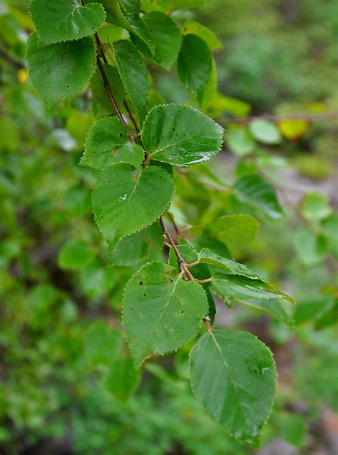 Betula Costata Изображение особи Плантариум