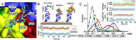 Pria Ssb Complex Structure And Function A F O F C Omit Electron