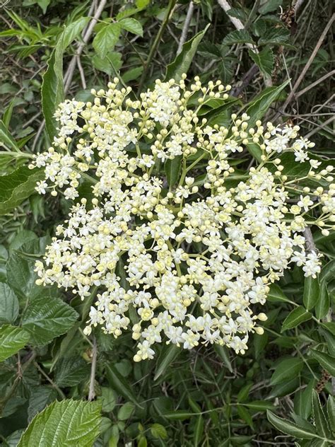 Sambucus nigra – Aprenent botànica