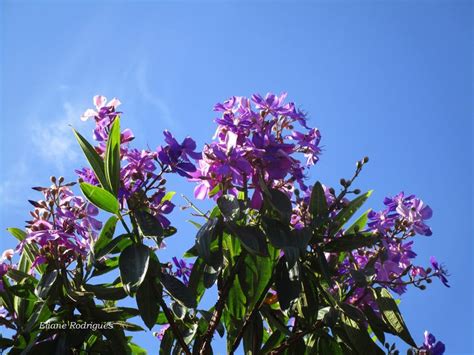 Quaresmeira Tibouchina Granulosa Photo Eliane Rodrigues Flores