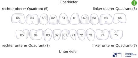 Milchzähne zahn de