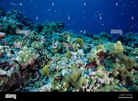 recovering coral reef with signs of coral bleaching and healthy corals ...