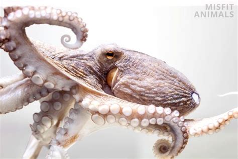 Octopus Reproduction: Why They Die After Mating | Misfit Animals